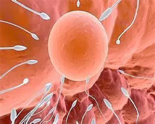 2026武汉同济医院供精试管婴儿指南（含流程与费用），武汉借卵流程及武汉试管供卵包成功